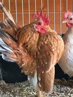 Serama koppel, Animaux & Accessoires, Volatiles