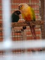 Pyrrhura molinae split suncheek., Dieren en Toebehoren