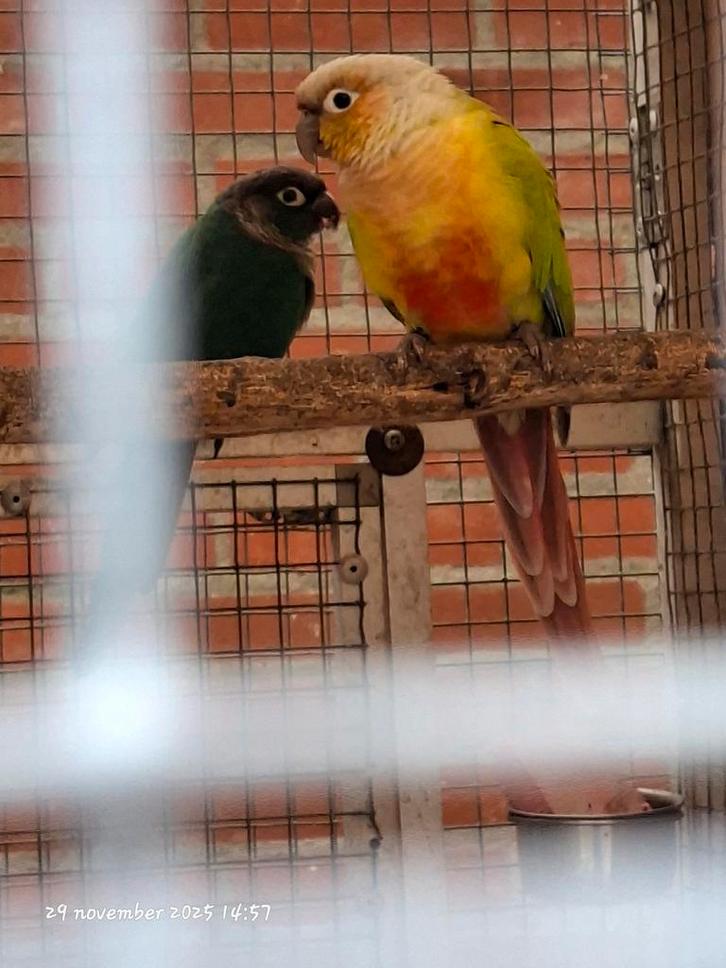 Joue de soleil fendue de Pyrrhura molinae., Animaux & Accessoires, Oiseaux | Perruches & Perroquets