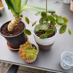 Kamerplanten, Huis en Inrichting, Kamerplanten, Ophalen, Vetplant