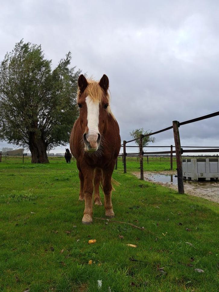 Pensioenplekje gezocht, Dieren en Toebehoren, Stalling en Weidegang, Weidegang, 1 paard of pony