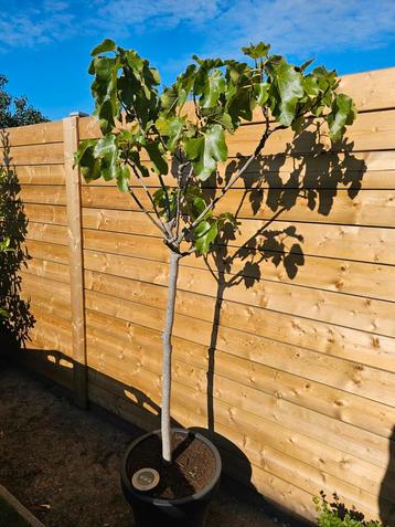 Vijgen boom 2 meter hoog ! beschikbaar voor biedingen