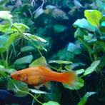 Platys guppys zwaard dragers, Dieren en Toebehoren