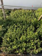 Ilex crenata donker P9 en Pot 1.5L Buxus vervanger, Jardin & Terrasse, Enlèvement, Houx, Haie, Moins de 100 cm