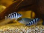 Lombardoi  Malawi Cichliden, Dieren en Toebehoren