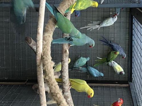 Halsbandparkiet, Dieren en Toebehoren, Vogels | Parkieten en Papegaaien, Parkiet, Meerdere dieren, Geringd