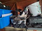 25 € mannelijke duif, Dieren en Toebehoren, Vogels | Duiven
