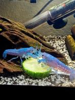 Blauwe florida kreeften, Dieren en Toebehoren, Vissen | Aquariumvissen, Kreeft, Krab of Garnaal
