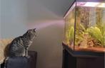 Garde d'animaux cat sitting pet sitting, Ophalen, Nieuw