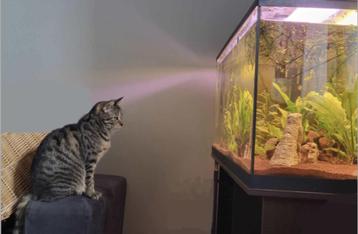 Garde d'animaux cat sitting pet sitting beschikbaar voor biedingen