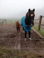 Ik ben opzoek naar een bitloos hoofdstel voor mijn mini Shet, Dieren en Toebehoren, Pony's