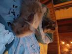 Konijn, Dieren en Toebehoren, Vrouwelijk, Middelgroot, 0 tot 2 jaar