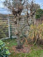 Planten en struiken, Tuin en Terras, Planten | Struiken en Hagen, Ophalen, Rhododendron