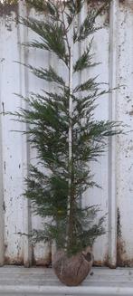 Cupressocyparis laylandii 150/175 cm, Tuin en Terras, Ophalen, Conifeer, Haag, 100 tot 250 cm