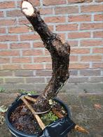 Bonsai meidoorn, Tuin en Terras, Ophalen of Verzenden