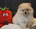 Pomeriaan pups, Dieren en Toebehoren, Parvo, België, Keeshond, 8 tot 15 weken