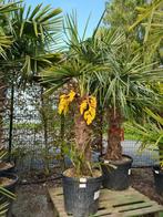 Palmboom Trachycarpus Fortunei, Tuin en Terras, Planten | Bomen, Halfschaduw, Ophalen, Palmboom