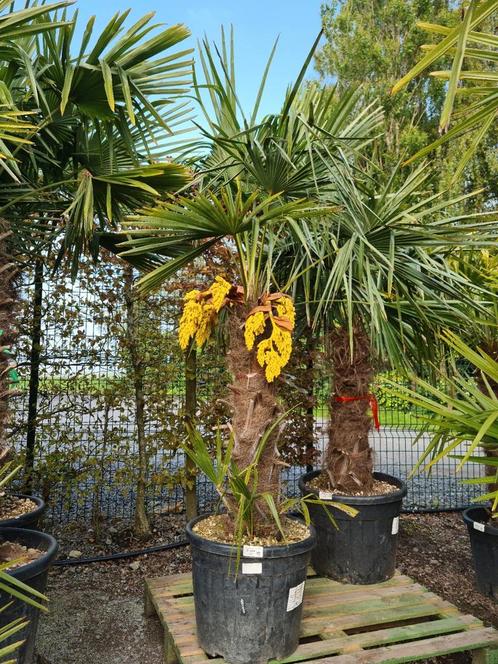 Palmboom Trachycarpus Fortunei, Jardin & Terrasse, Plantes | Arbres, Palmier, Ombre partielle, Enlèvement
