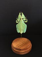 Echt Phasmus-reuzenblad van Java- Phyllium Bioculatum-, Nieuw, Opgezet dier, Ophalen of Verzenden, Insect