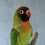 Nigrigenis Groen split Blauw 2025, Dwergpapegaai of Agapornis, Geringd