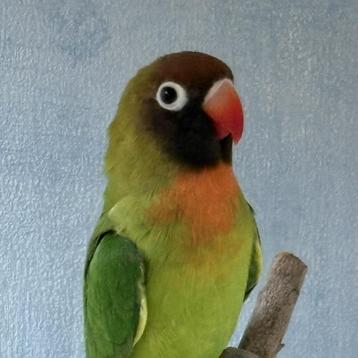 Nigrigenis Groen split Blauw 2025 beschikbaar voor biedingen