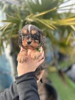 Prachtige cavapoo pups ( cavalier king charles x poedel ), Dieren en Toebehoren, Honden | Chihuahua's en Gezelschapshonden, België