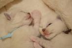 Kittens ter adoptie, Dieren en Toebehoren, Katten en Kittens | Raskatten | Langhaar, Meerdere dieren, Gechipt, 0 tot 2 jaar