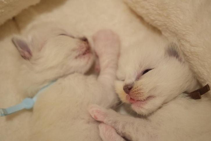 Chatons ragdoll, Animaux & Accessoires, Chats & Chatons | Chats de race | Poil long, Plusieurs animaux, 0 à 2 ans, Avec puce électronique