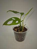 Monstera Adansonii, Huis en Inrichting, Ophalen of Verzenden