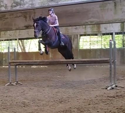 Springgefokt verzorgpaard zoekt bijrijder., Dieren en Toebehoren, Paarden, Ruin, 170 tot 175 cm, 11 jaar of ouder, Springpaard