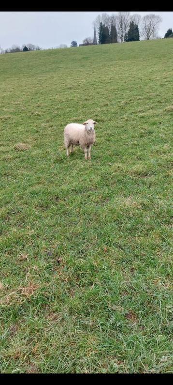 3 moutons nain avec 1 agnelle