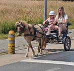 Super lieve ruin., Dieren en Toebehoren, Ruin