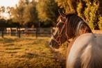 2 jarige quarter x appaloosa merrie, Dieren en Toebehoren, Paarden, Minder dan 160 cm, 0 tot 2 jaar, Onbeleerd, Recreatiepaard