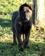 hollandse herder reu pup, Dieren en Toebehoren, België, Particulier, Reu, 8 tot 15 weken