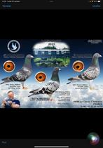Pigeonneaux 2024, Animaux & Accessoires, Pigeon voyageur, Plusieurs animaux