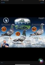 Pigeonneaux 2024, Animaux & Accessoires, Plusieurs animaux, Pigeon voyageur