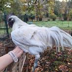 Ga hmong haan, Dieren en Toebehoren