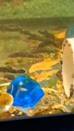 Ancistrus algeneters  oranje ., Vis, Zoetwatervis