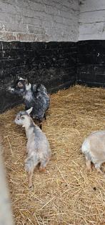 2 miekes met lammetje, Dieren en Toebehoren, Vrouwelijk