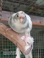 Kakariki, Geringd