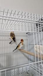 Koppel distelvinken te koop