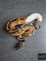 Python regius, Dieren en Toebehoren, Slang, 0 tot 2 jaar