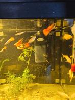 Guppys te koop, Dieren en Toebehoren, Vissen | Aquariumvissen, Vis, Zoetwatervis