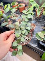 Hoya krohniana super silver, Ophalen of Verzenden