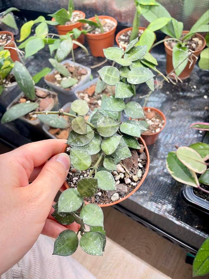 Hoya krohniana super silver, Huis en Inrichting, Kamerplanten, Ophalen of Verzenden