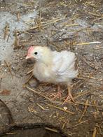 Haan wit, Dieren en Toebehoren, Pluimvee, Mannelijk, Kip