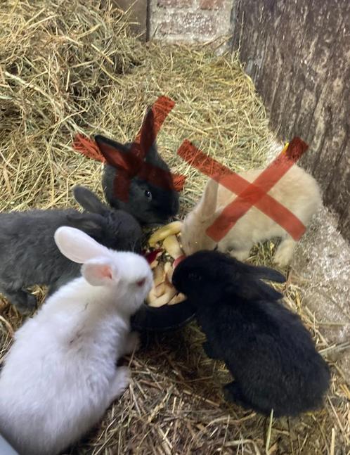 Vlaamse reuzen baby”s te koop, Dieren en Toebehoren, Konijnen, Klein, Mannelijk, 0 tot 2 jaar