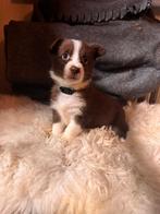 Borgis te koop, Parvo, België, Particulier, Overige rassen