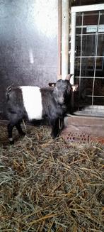 "klein" dekbokje, Dieren en Toebehoren, Schapen, Geiten en Varkens, Mannelijk, Geit, 0 tot 2 jaar