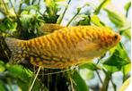 Goud dwerggourami, Dieren en Toebehoren, Vissen | Aquariumvissen